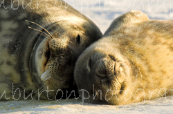 Mother and Pup